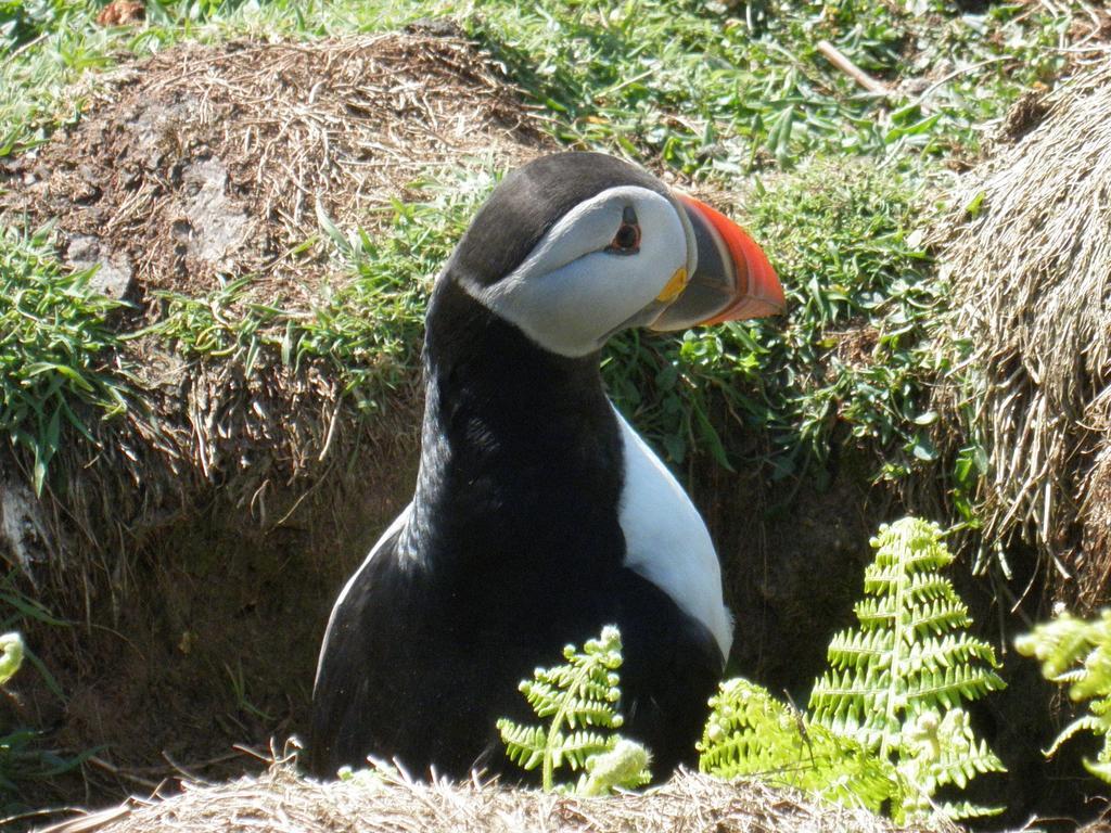 Fern Villa B&B Fishguard Bagian luar foto